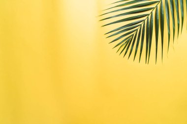 Kopya alanı ile renk arka plan üzerinde tropikal palmiye yaprakları