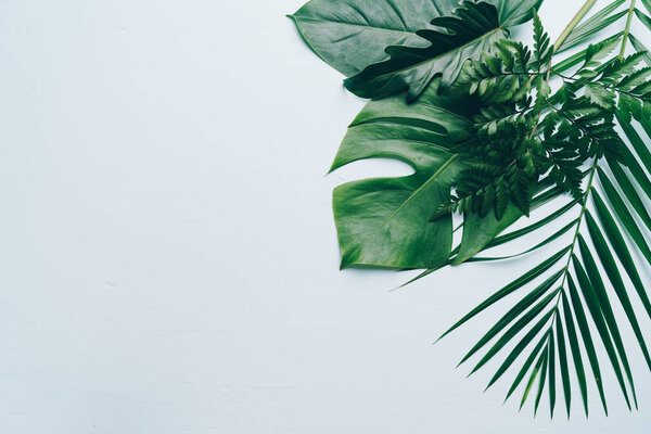 Tropical palm leaves on color background with copy space