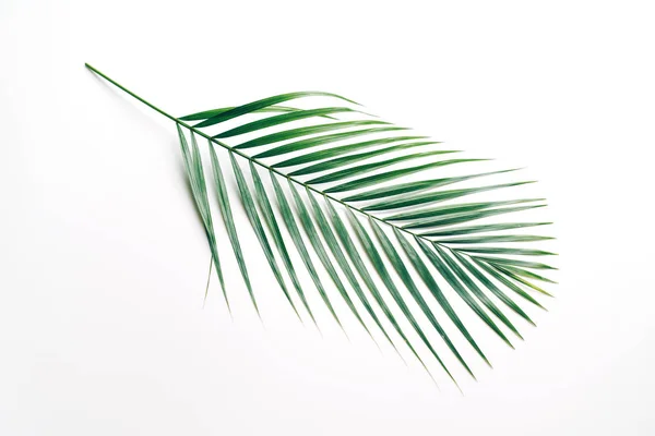 Tropical palm leaves on color background with copy space