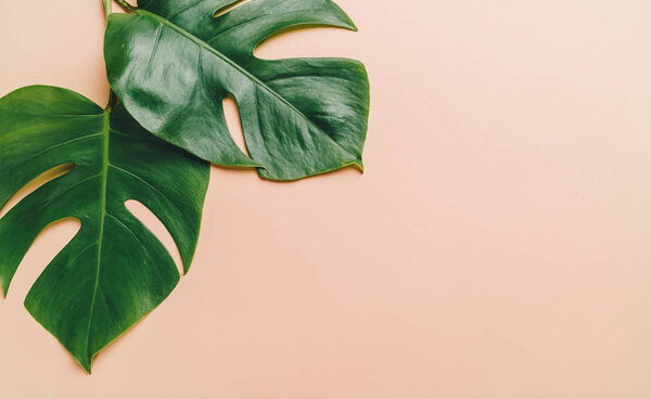 Monstera leave on color background with copy space