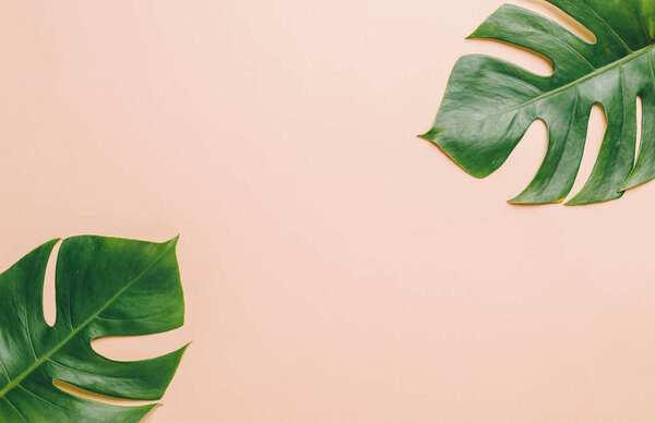 Monstera leave on color background with copy space