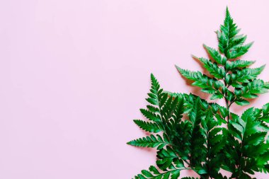 Tropikal yeşil yaprakları ile boşaltmak renk arka plan üzerinde