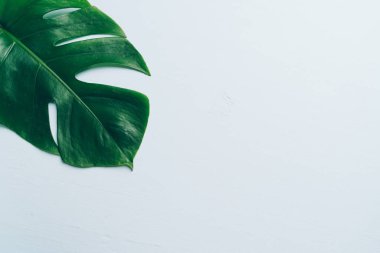 Monstera bırakmak kopya alanı ile renk arka plan üzerinde