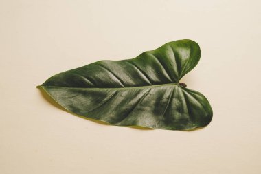 Monstera bırakmak kopya alanı ile renk arka plan üzerinde