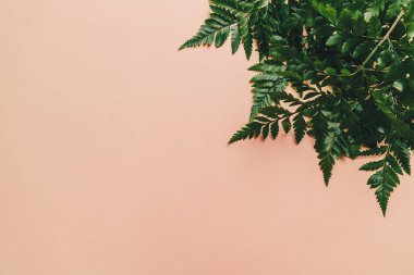 Tropikal yeşil yaprakları ile boşaltmak renk arka plan üzerinde