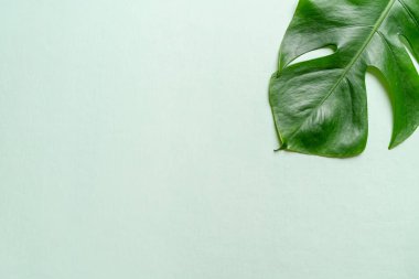 Monstera bırakmak kopya alanı ile renk arka plan üzerinde