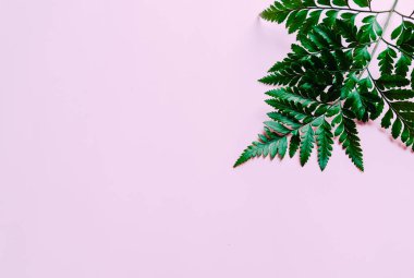 Tropikal yeşil yaprakları ile boşaltmak renk arka plan üzerinde