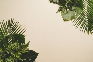 Kopya alanı ile renk arka plan üzerinde tropikal palmiye yaprakları