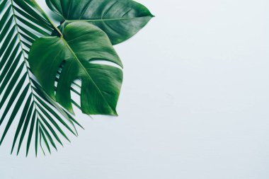 Kopya alanı ile renk arka plan üzerinde tropikal palmiye yaprakları