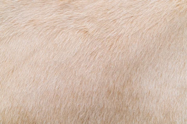 Поверхность Ковровой Текстуры Фона — стоковое фото