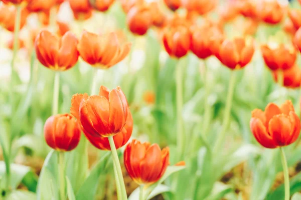 Beautiful Colorful Tulips Garden Selective Focus Point — Stock Photo, Image