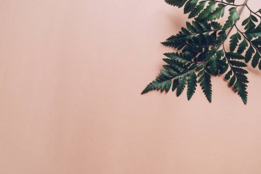 Tropikal yeşil yaprakları ile boşaltmak renk arka plan üzerinde