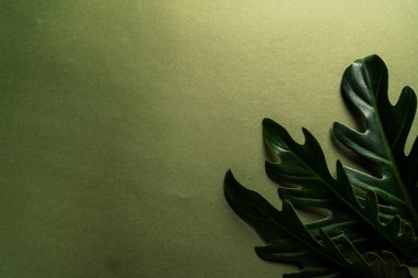 Monstera bırakmak kopya alanı ile renk arka plan üzerinde