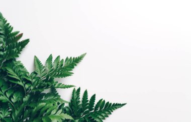 Tropikal yeşil yaprakları ile boşaltmak renk arka plan üzerinde
