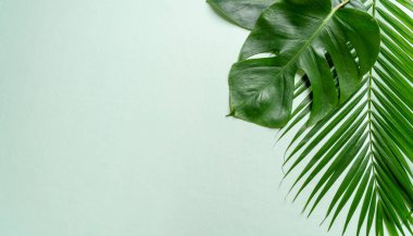 Kopya alanı ile renk arka plan üzerinde tropikal palmiye yaprakları