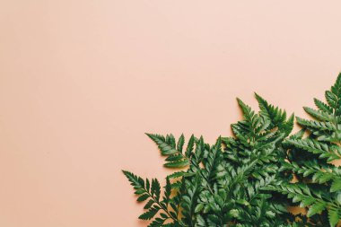 Tropikal yeşil yaprakları ile boşaltmak renk arka plan üzerinde