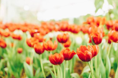 Güzel ve renkli lale bahçesinde - seçici odak noktası