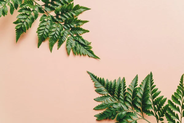 Тропические Зеленые Листья Цветном Фоне Копирайтом — стоковое фото