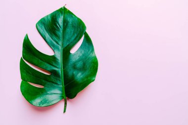 Monstera bırakmak kopya alanı ile renk arka plan üzerinde