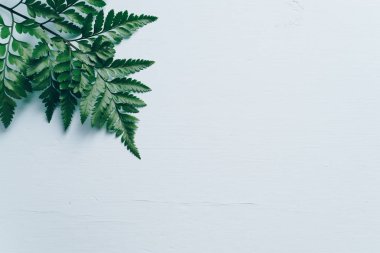 Tropikal yeşil yaprakları ile boşaltmak renk arka plan üzerinde