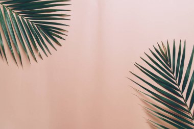 Kopya alanı ile renk arka plan üzerinde tropikal palmiye yaprakları