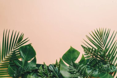 Kopya alanı ile renk arka plan üzerinde tropikal palmiye yaprakları