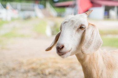 şirin bebek keçi bir gruptaki