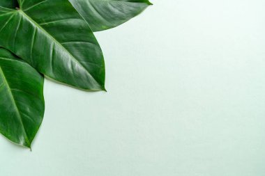 Monstera bırakmak kopya alanı ile renk arka plan üzerinde