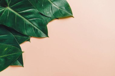 Monstera bırakmak kopya alanı ile renk arka plan üzerinde