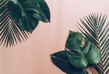 Kopya alanı ile renk arka plan üzerinde tropikal palmiye yaprakları