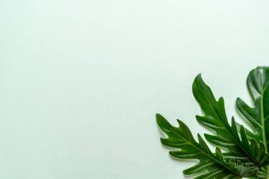 Monstera bırakmak kopya alanı ile renk arka plan üzerinde