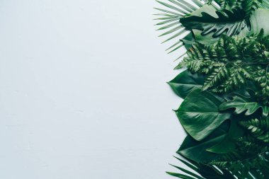 Kopya alanı ile renk arka plan üzerinde tropikal palmiye yaprakları