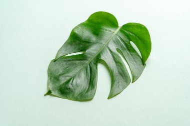 Monstera bırakmak kopya alanı ile renk arka plan üzerinde