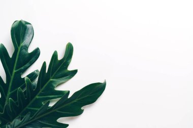 Monstera bırakmak kopya alanı ile renk arka plan üzerinde