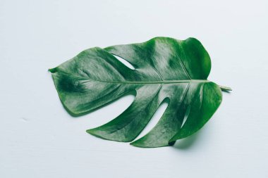 Monstera bırakmak kopya alanı ile renk arka plan üzerinde