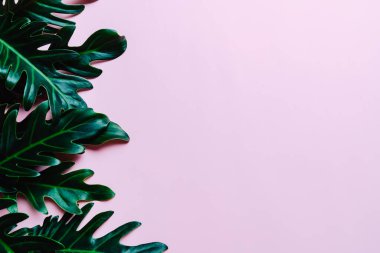 Monstera bırakmak kopya alanı ile renk arka plan üzerinde