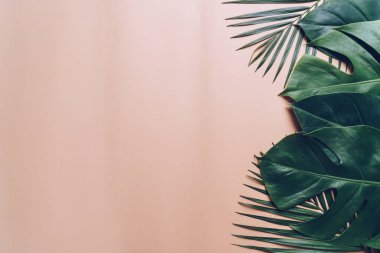Kopya alanı ile renk arka plan üzerinde tropikal palmiye yaprakları