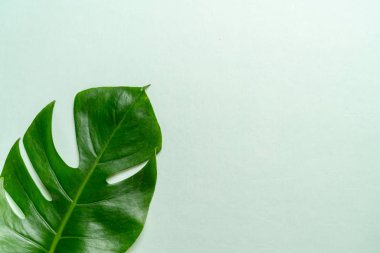 Monstera bırakmak kopya alanı ile renk arka plan üzerinde