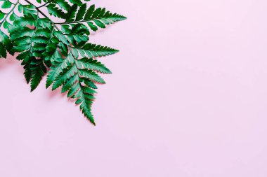 Tropikal yeşil yaprakları ile boşaltmak renk arka plan üzerinde