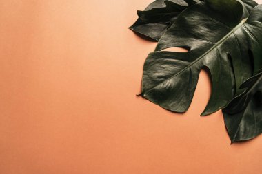 Kopya alanı ile renk arka plan üzerinde tropikal palmiye yaprakları