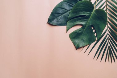 Kopya alanı ile renk arka plan üzerinde tropikal palmiye yaprakları
