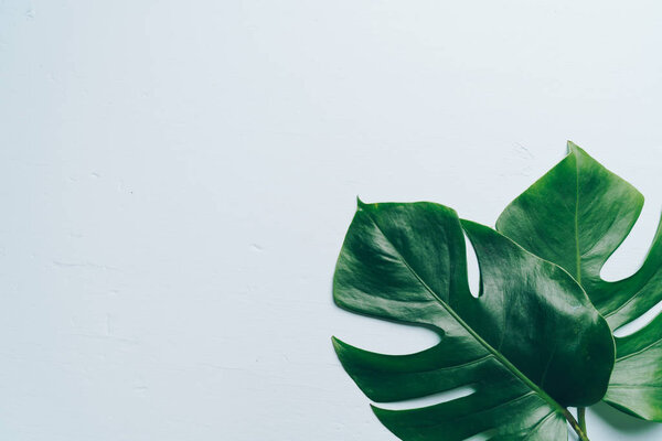 Monstera leave on color background with copy space