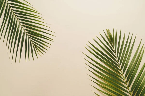 Kopya alanı ile renk arka plan üzerinde tropikal palmiye yaprakları
