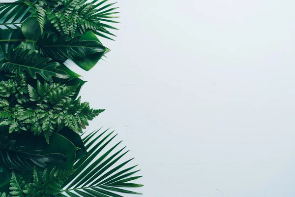 Tropical Palm Leaves Color Background Copy Space — Stock Photo, Image