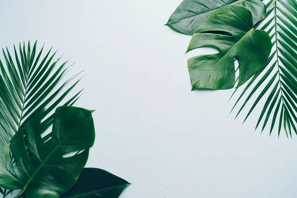 Тропічні Листя Долоні Кольоровому Фоні Пробілом Копіювання — стокове фото