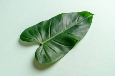 Monstera bırakmak kopya alanı ile renk arka plan üzerinde