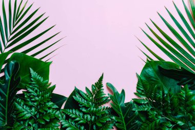 Kopya alanı ile renk arka plan üzerinde tropikal palmiye yaprakları