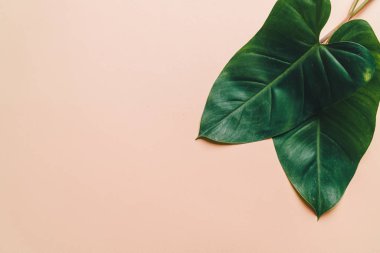 Monstera bırakmak kopya alanı ile renk arka plan üzerinde