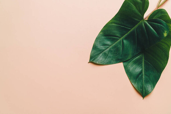 Monstera leave on color background with copy space