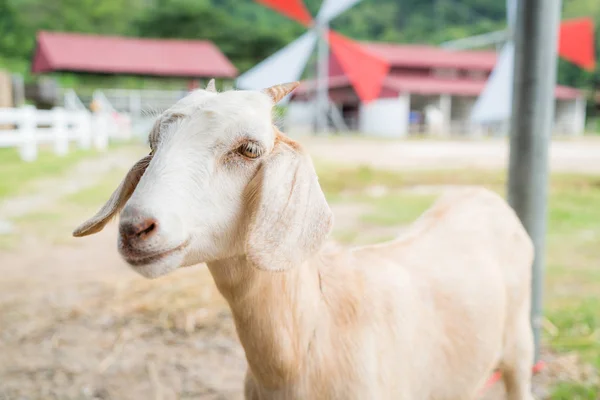 cute baby goat in a farm